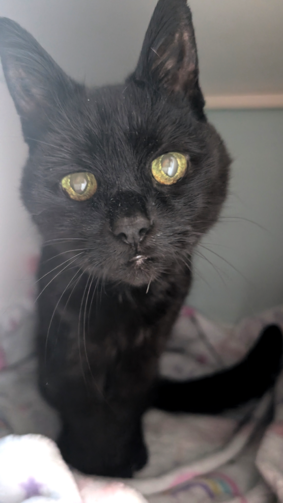 cat